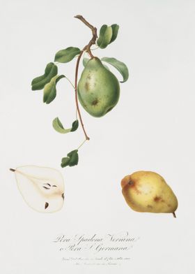 Pear Pyrus Spadonnia From 