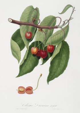 Cherry Cerasus Cordiformis
