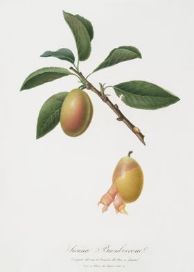 Armenian Plum Prunus Armen