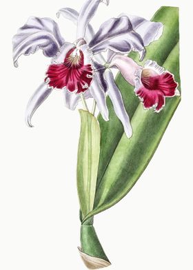 Crimson Cattleya Poster