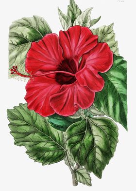 Rose Mallow Poster