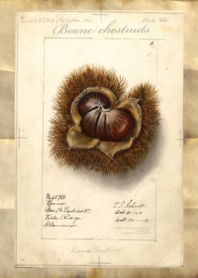 Chestnuts watercolor