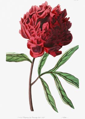 Red Tree Peony Poster