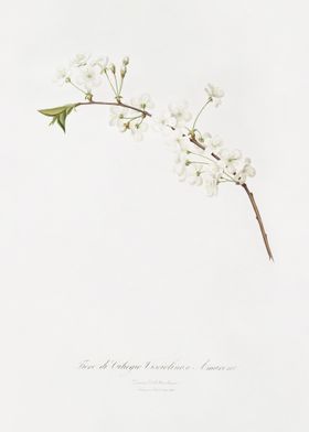 Amarena Cherry Flower Prun