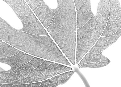 Fig Leaf Texture 2