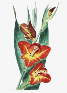 Parrot Gladiole Poster