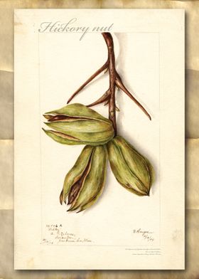 Hickory nuts watercolor