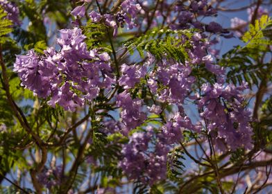 Purple School Flowers