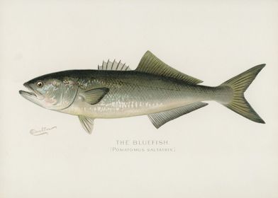 Bluefish Pomatomus Saltatr