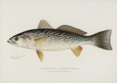 WeakFish Or Squeteacue Cyn