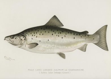 Male Land Locked Salmon Or