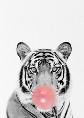 cute tiger eating gum