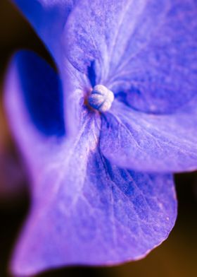 Purple Hortensia 
