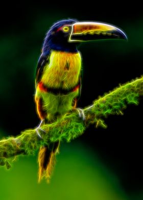 Aracari