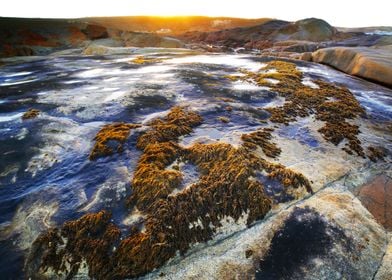 Cape Columbine South Afric