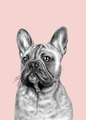 French Bulldog on Pink