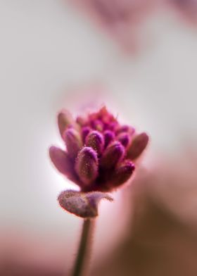 Tiny Dusty Flower