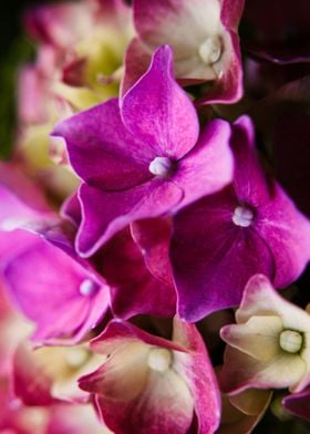 Purple Hortensia