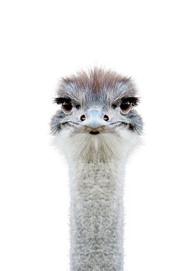 cute ostrich face