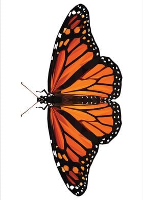 Orange Monarch Butterfly