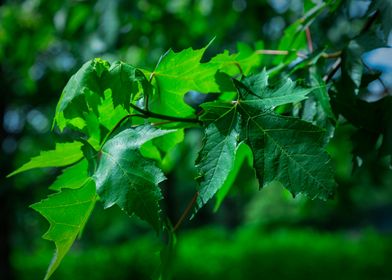 Green Leaves