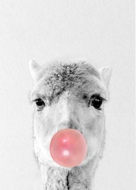 llama eating bubblegum