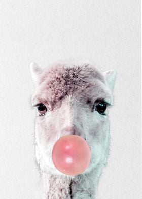 llama eating gum