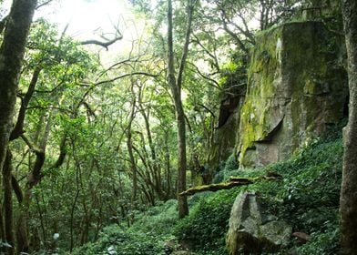 Forests of South Africa