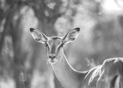 Antelope of South Africa