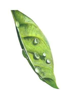 Water drops on the leaf