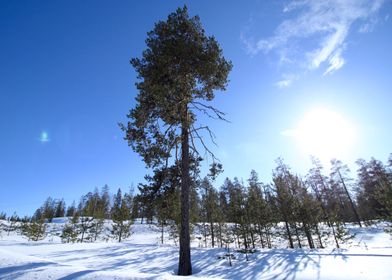 Lapland II
