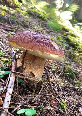 forest mushroom