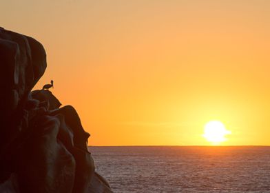 Pelican at sunrise