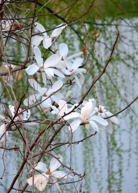 White Magnolia 