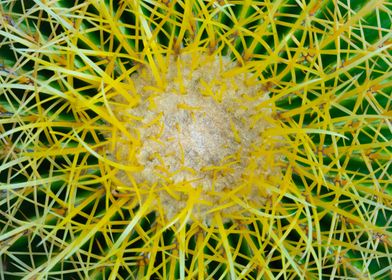 Cactus Crown