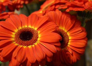 Orange flowers