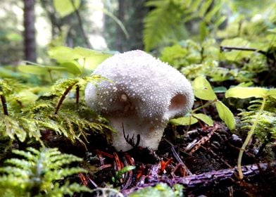 forest mushrooms