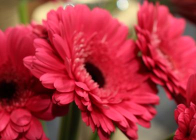 Pink flowers