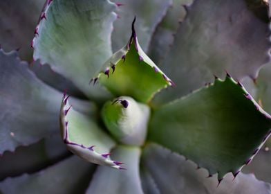 Purple and Green Succulent