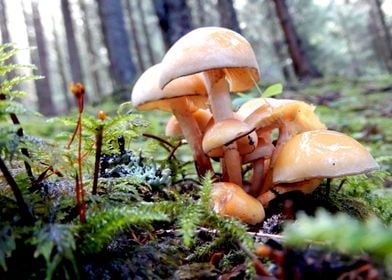 forest mushrooms