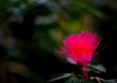 Fluorescent Pink Flower