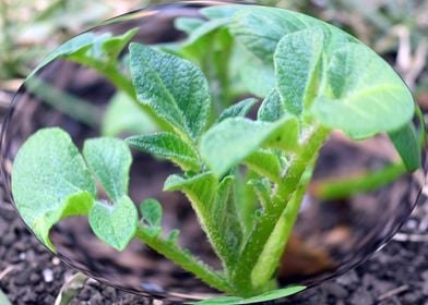 Potato plant