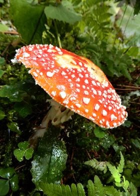 forest mushrooms