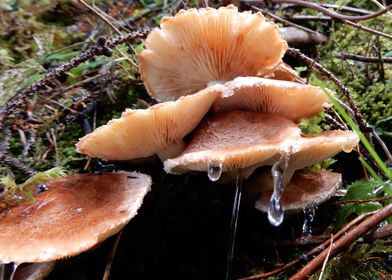 forest mushrooms