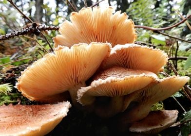 forest mushrooms