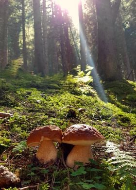 mushrooms forest