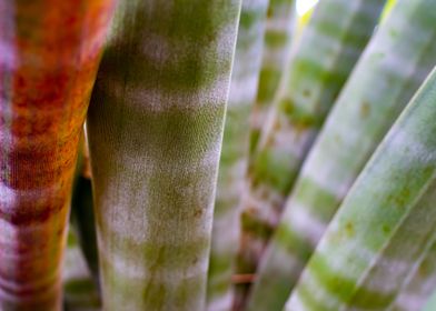 Striped Cactus