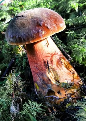 forest mushrooms