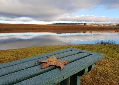 Golden leaf on a bench