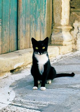 Aegean cat